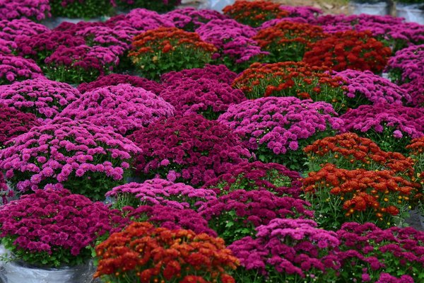 Comment choisir la table extensible idéale pour votre intérieur ?