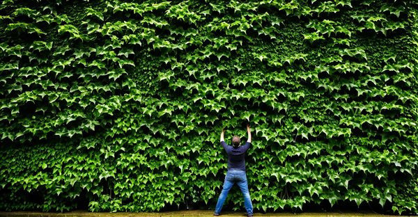 Lierre grimpant : sublimez votre jardin avec créativité