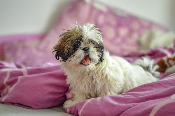 Comment choisir une housse de couette haut de gamme ?